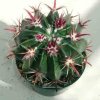 Ferocactus_atispinus